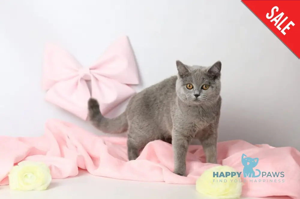 Miranda British Shorthair female blue - live animals