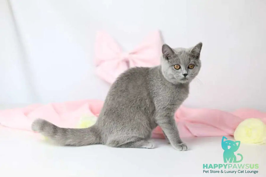 Miranda British Shorthair female blue - live animals