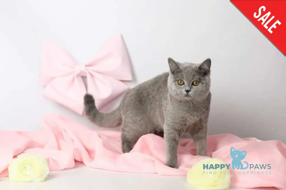 Miranda British Shorthair female blue - live animals