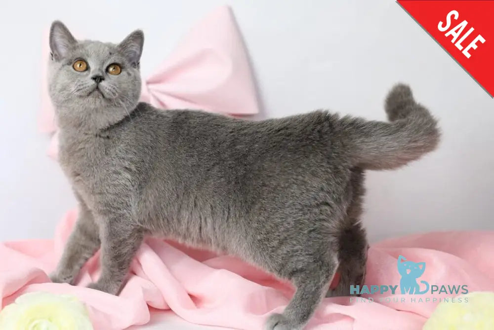 Miranda British Shorthair female blue - live animals