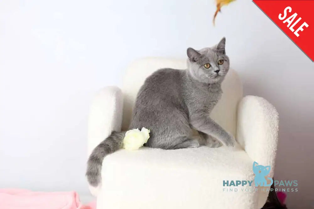 Miranda British Shorthair female blue - live animals
