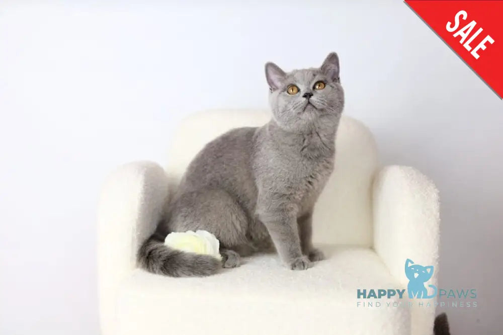 Miranda British Shorthair female blue - live animals