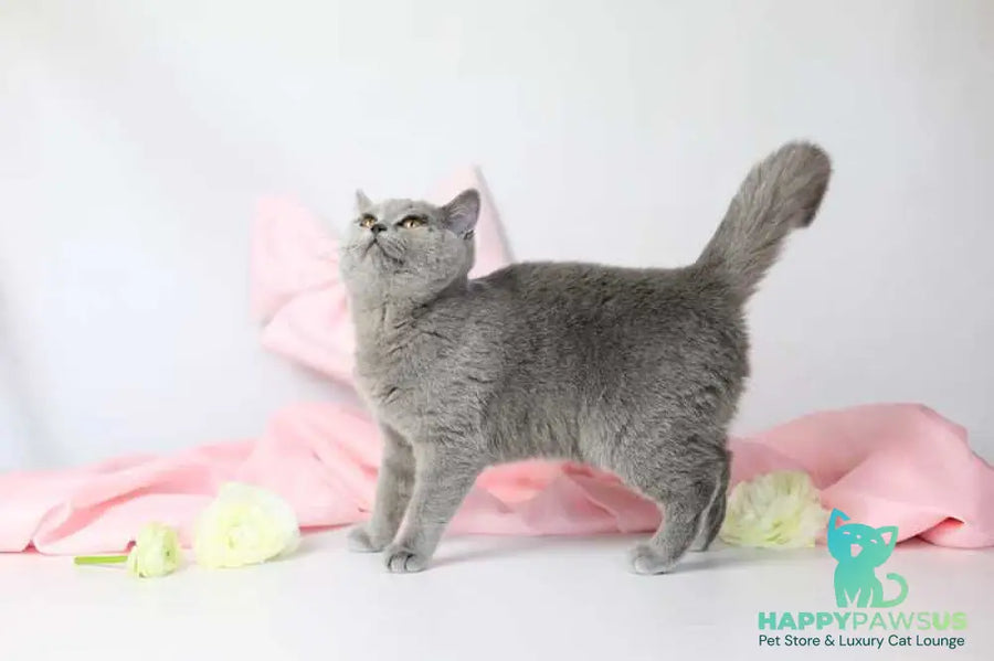 Miranda British Shorthair female blue - live animals