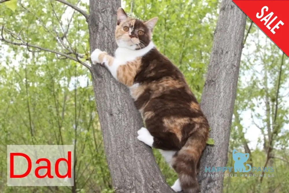 Miranda British Shorthair female blue - live animals