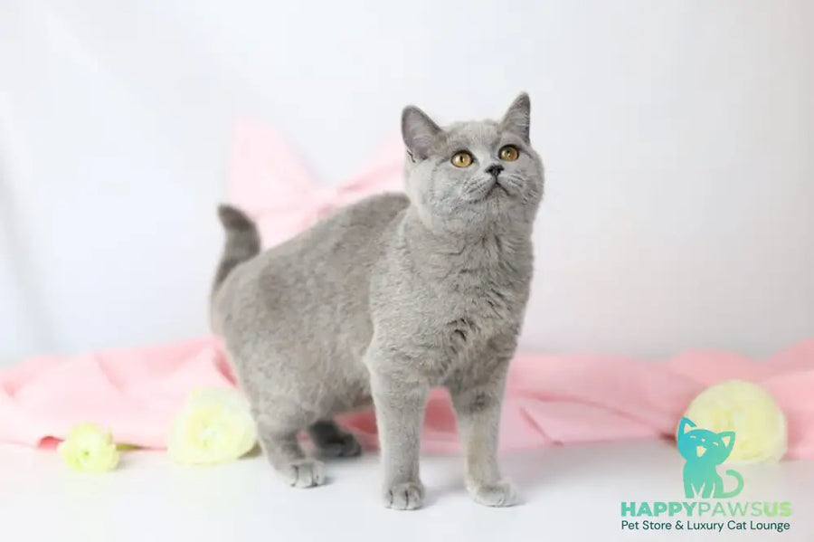Miranda British Shorthair female blue - live animals