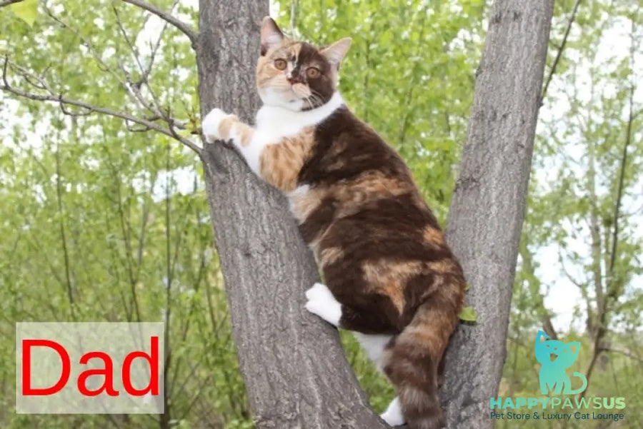 Miranda British Shorthair female blue - live animals