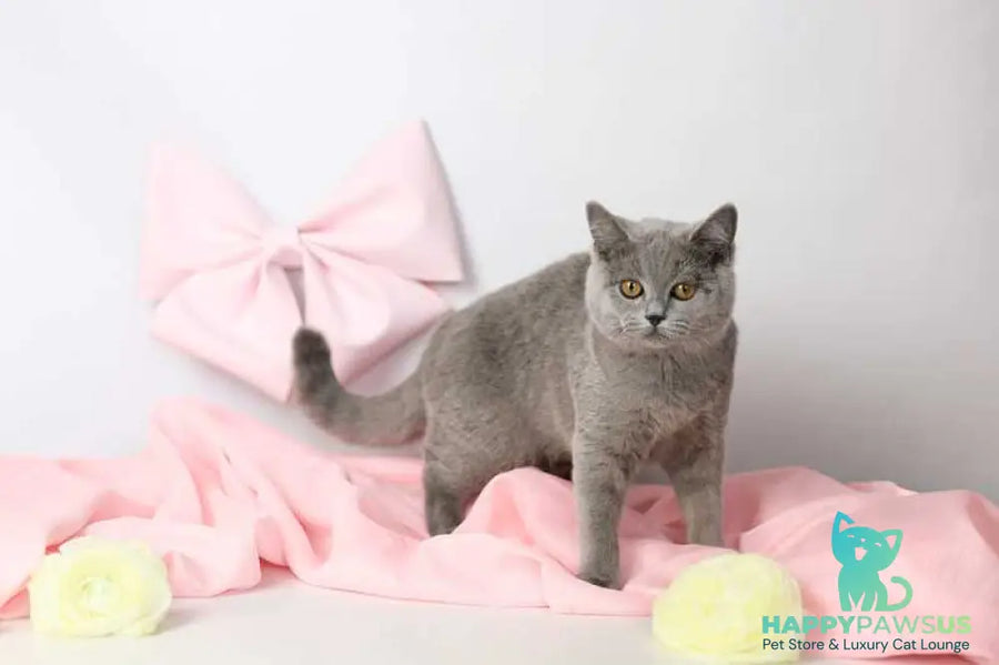 Miranda British Shorthair female blue - live animals