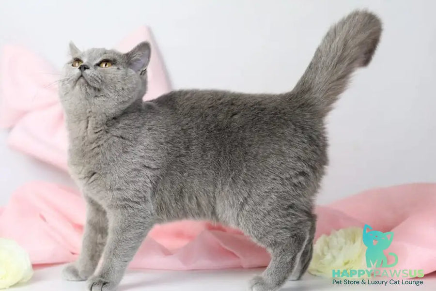 Miranda British Shorthair female blue - live animals