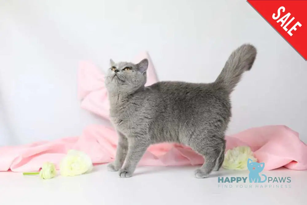 Miranda British Shorthair female blue - live animals