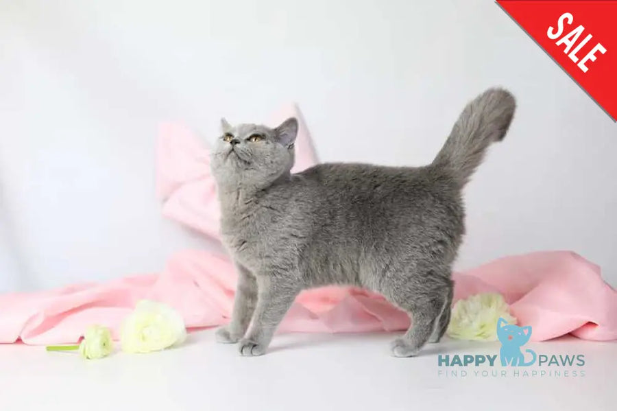 Miranda British Shorthair female blue - live animals