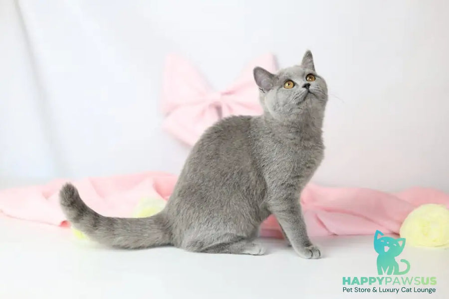 Miranda British Shorthair female blue - live animals