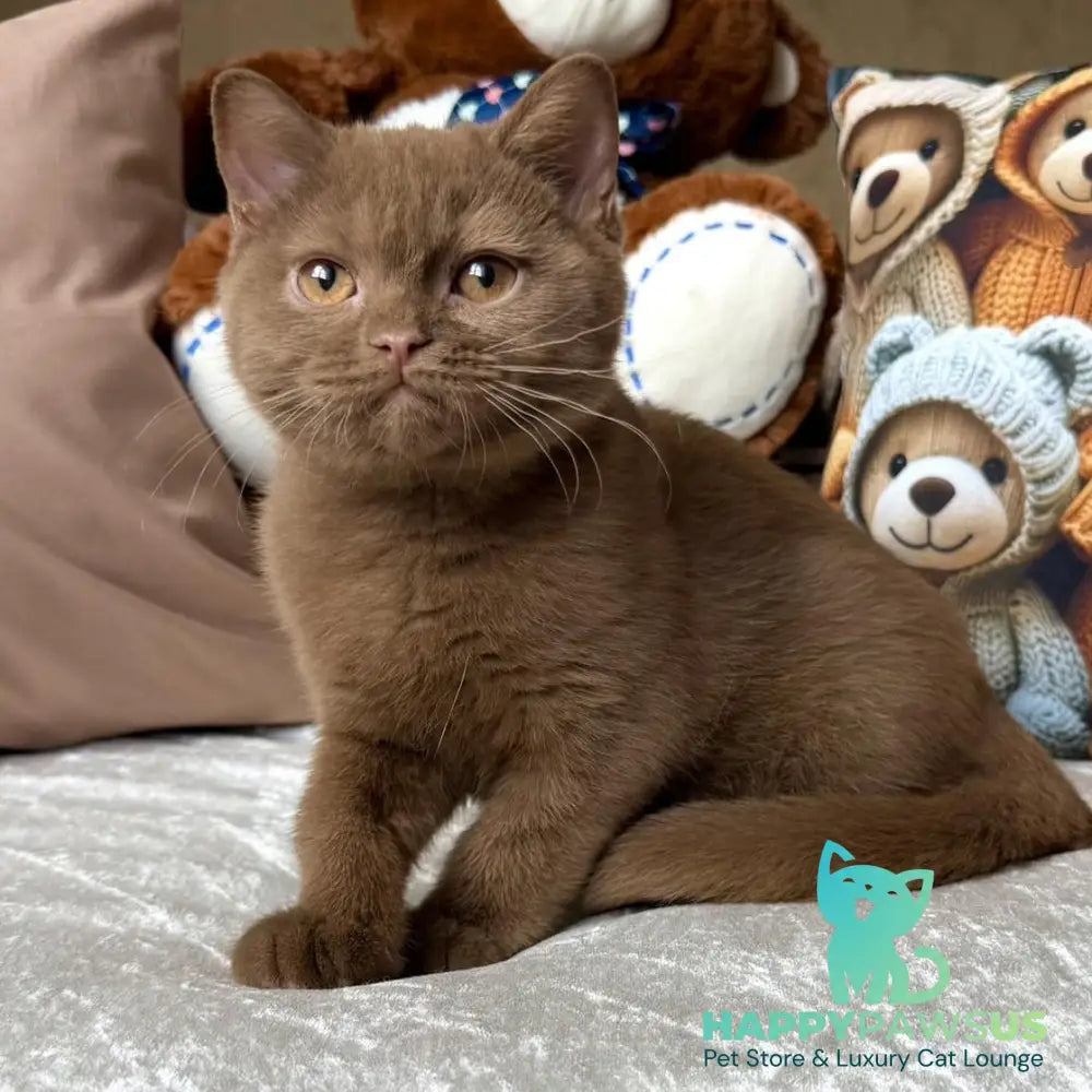 Miray British Shorthair female cinnamon - live animals