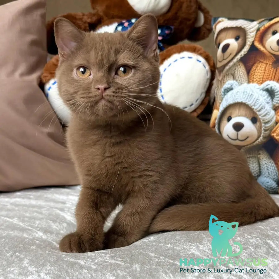 Miray British Shorthair female cinnamon - live animals