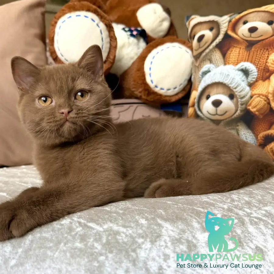Miray British Shorthair female cinnamon - live animals
