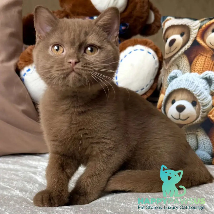 Miray British Shorthair female cinnamon - live animals