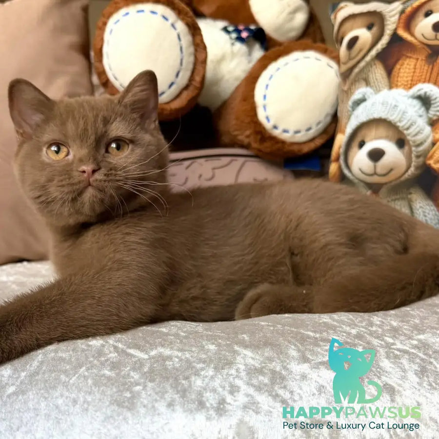 Miray British Shorthair female cinnamon - live animals
