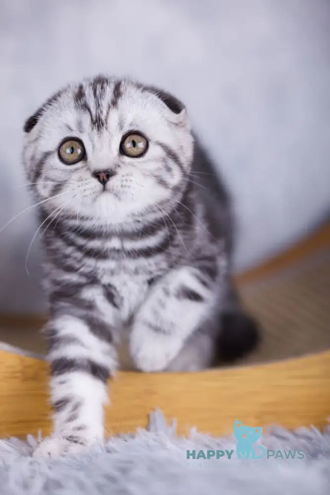 Mirelle Scottish Fold female black silver tabby live animals