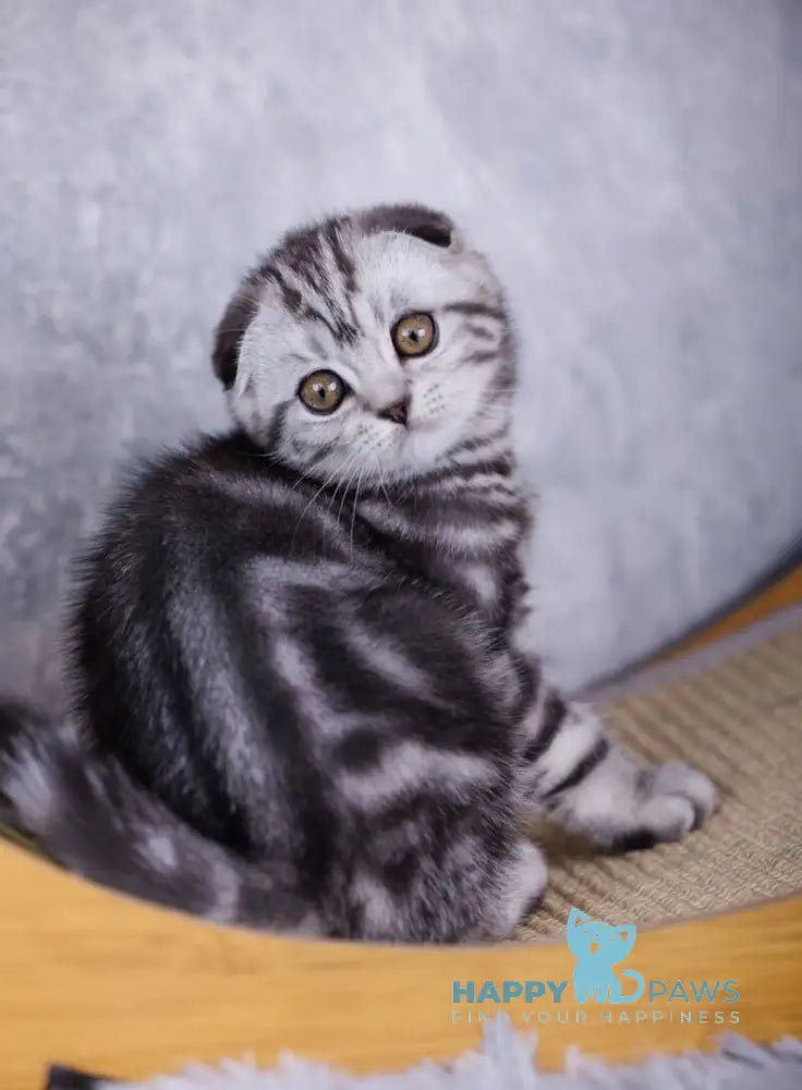 Mirelle Scottish Fold female black silver tabby live animals