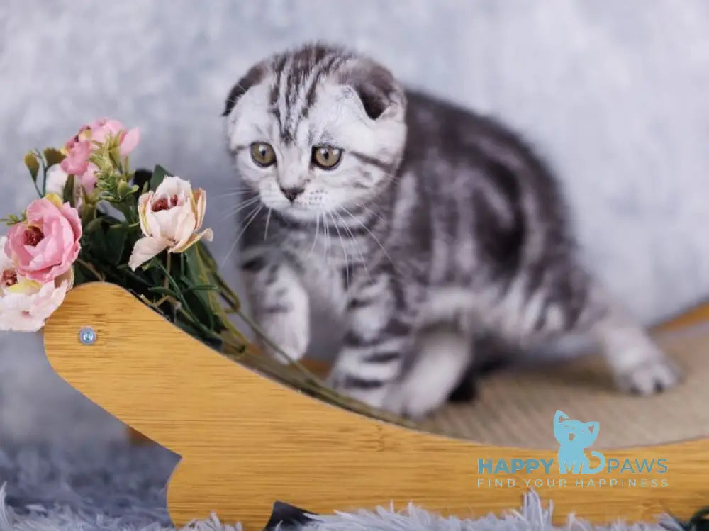 Mirelle Scottish Fold female black silver tabby live animals