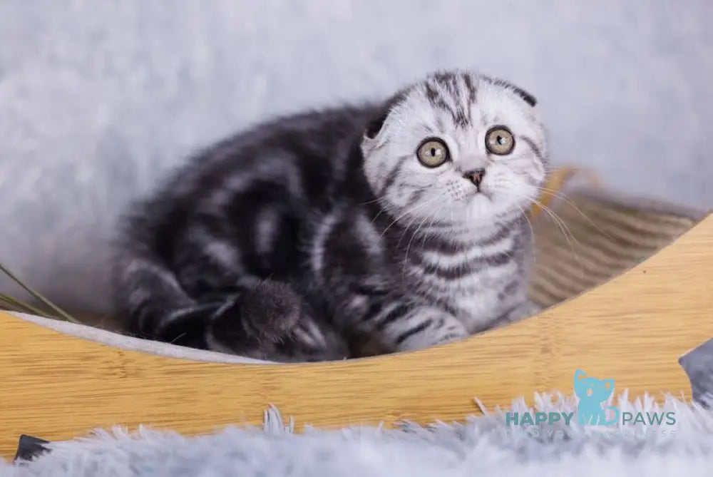 Mirelle Scottish Fold female black silver tabby live animals