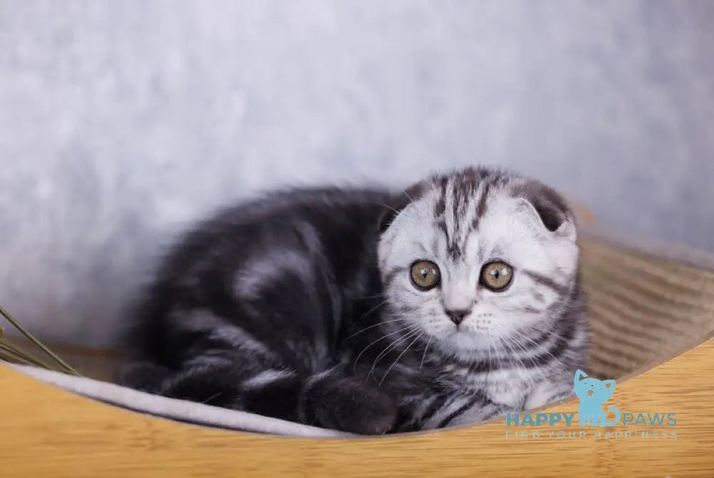 Mirelle Scottish Fold female black silver tabby live animals