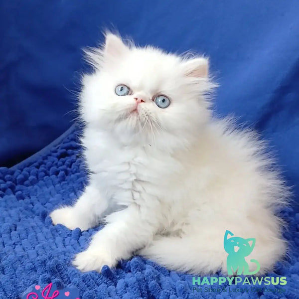 Mirey Persian female white - live animals
