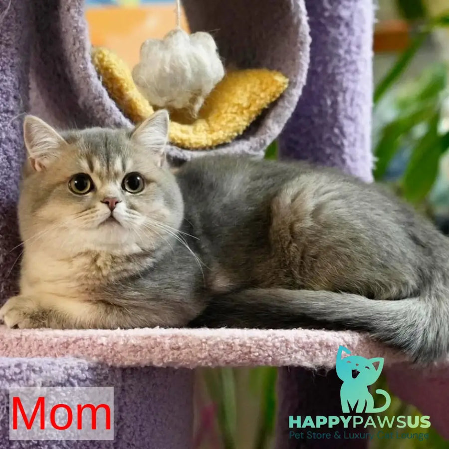Miriam British Shorthair female blue golden shaded - live animals