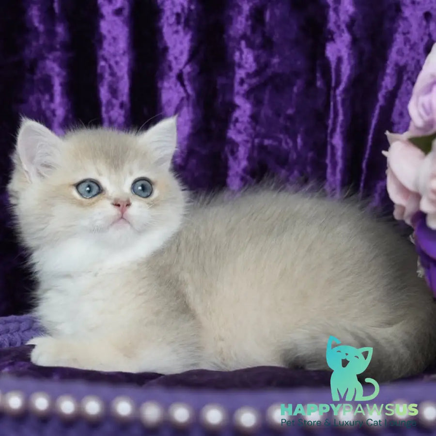 Miriam British Shorthair female blue golden shaded - live animals