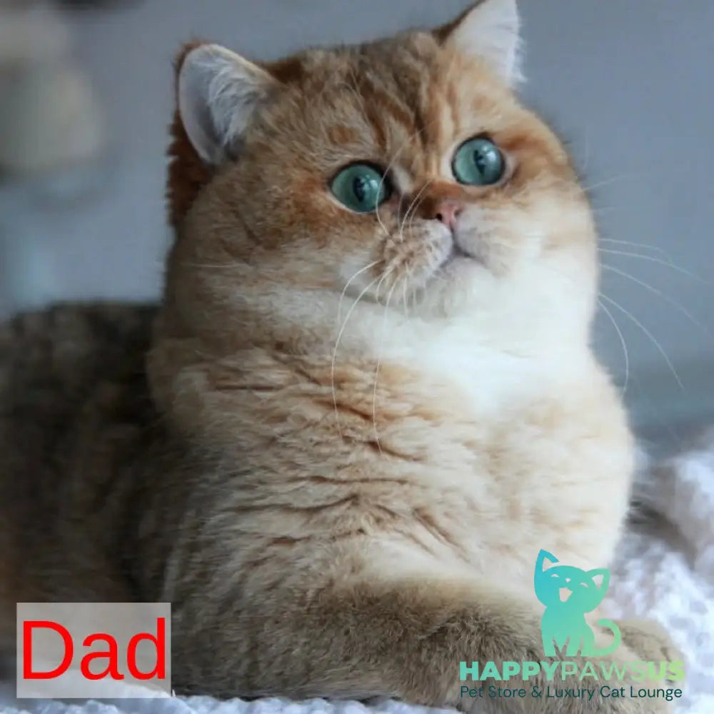 Miriam British Shorthair female blue golden shaded - live animals