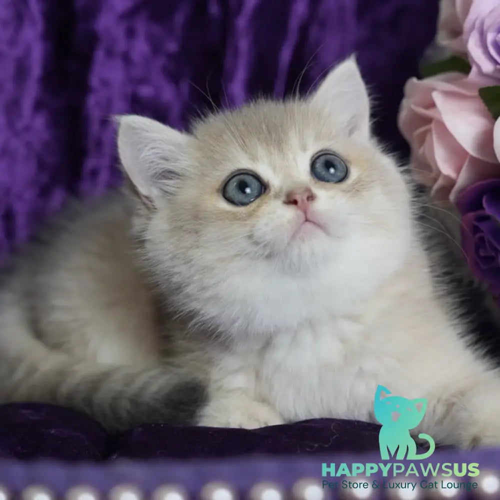 Miriam British Shorthair female blue golden shaded - live animals