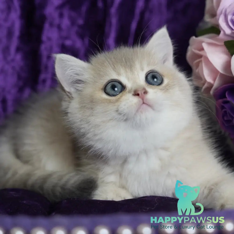 Miriam British Shorthair female blue golden shaded - live animals