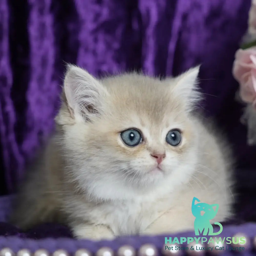 Miriam British Shorthair female blue golden shaded - live animals