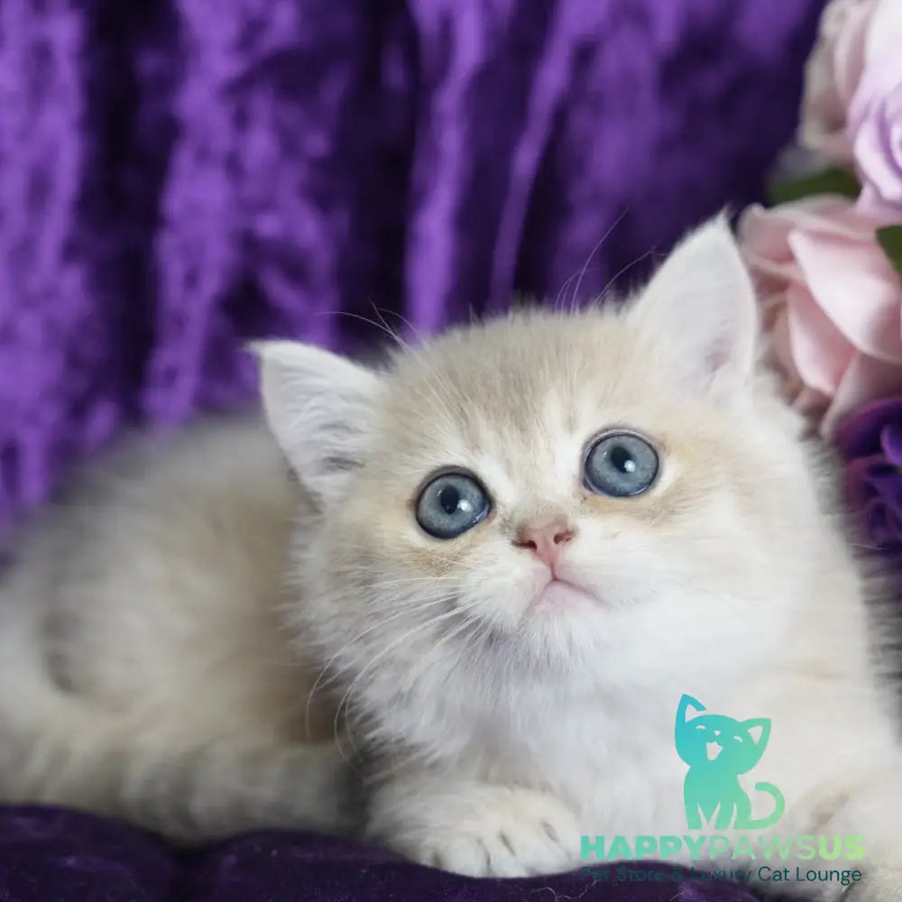 Miriam British Shorthair female blue golden shaded - live animals
