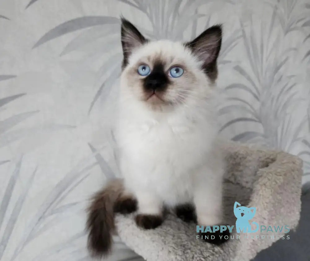 Mirik Neva Masquerade male seal pointed live animals