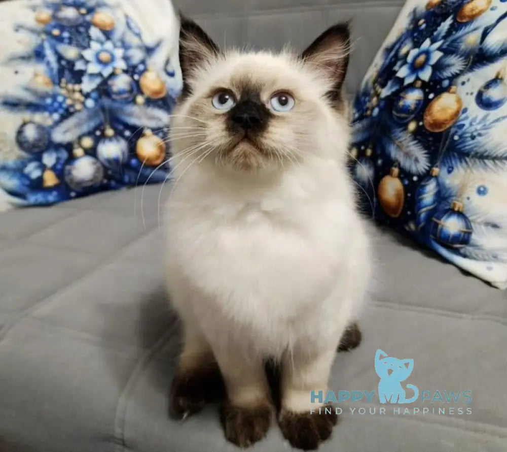 Mirik Neva Masquerade male seal pointed live animals