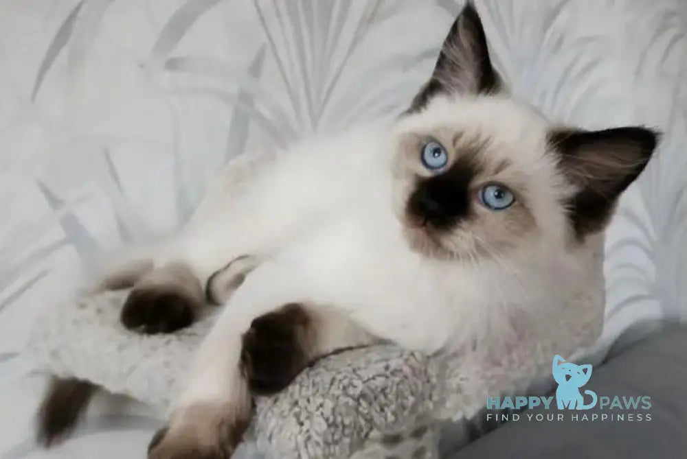 Mirik Neva Masquerade male seal pointed live animals