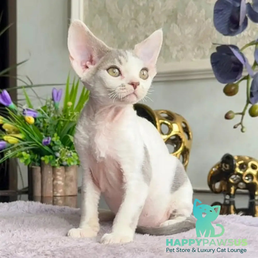 Miron Devon Rex male blue with white - live animals