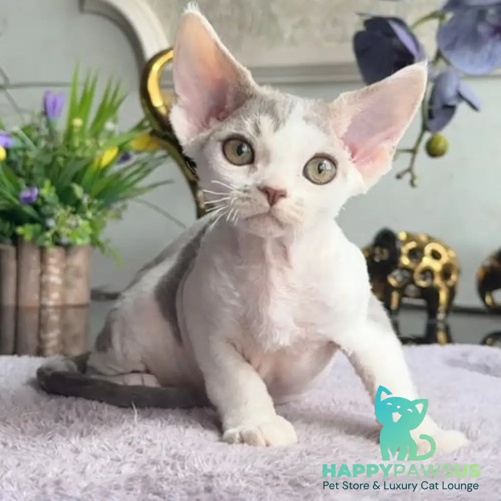 Miron Devon Rex male blue with white - live animals