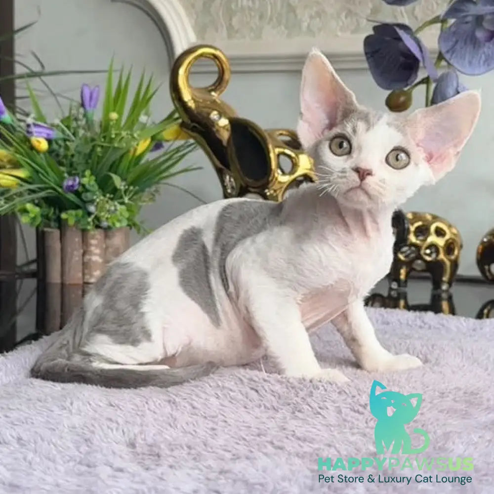 Miron Devon Rex male blue with white - live animals