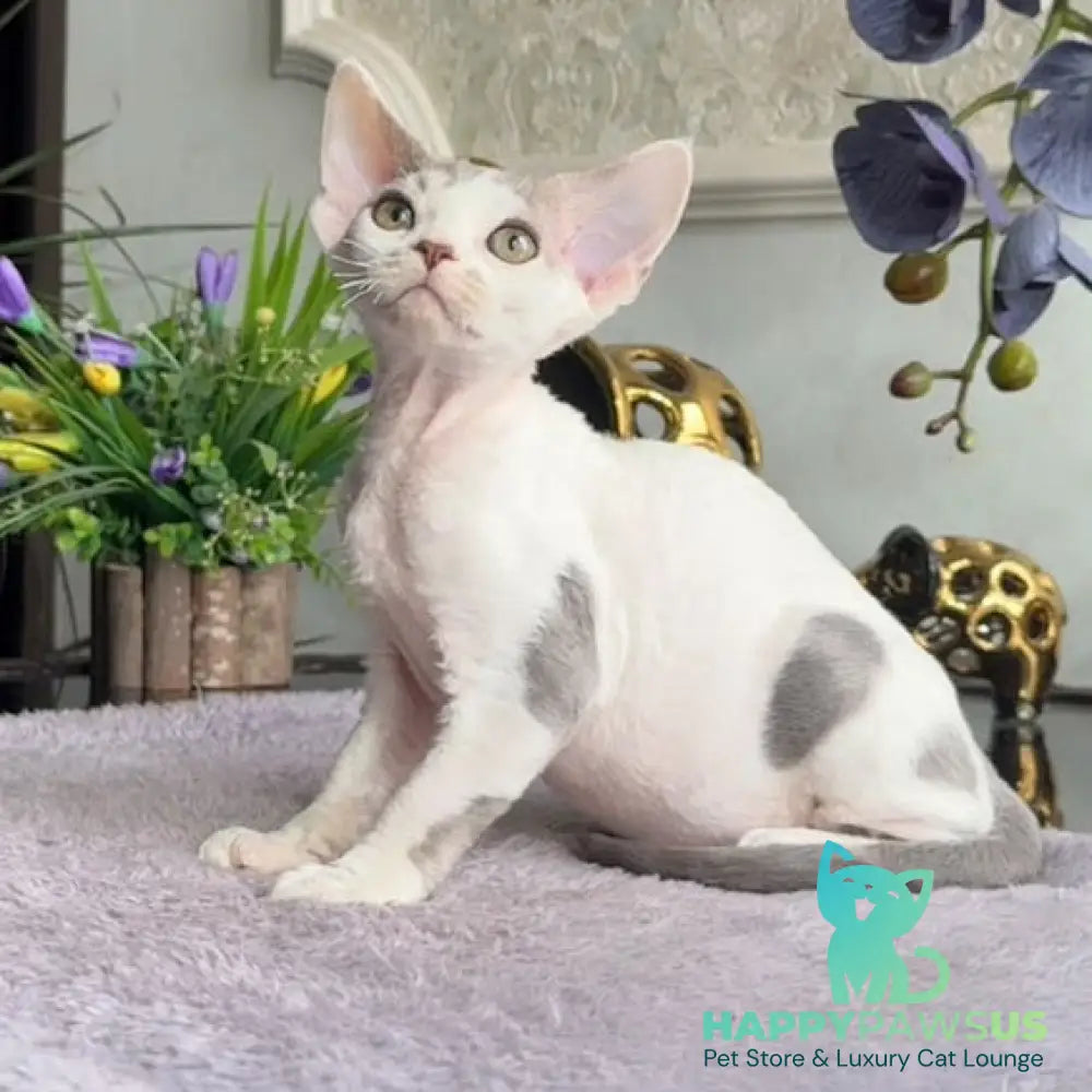 Miron Devon Rex male blue with white - live animals