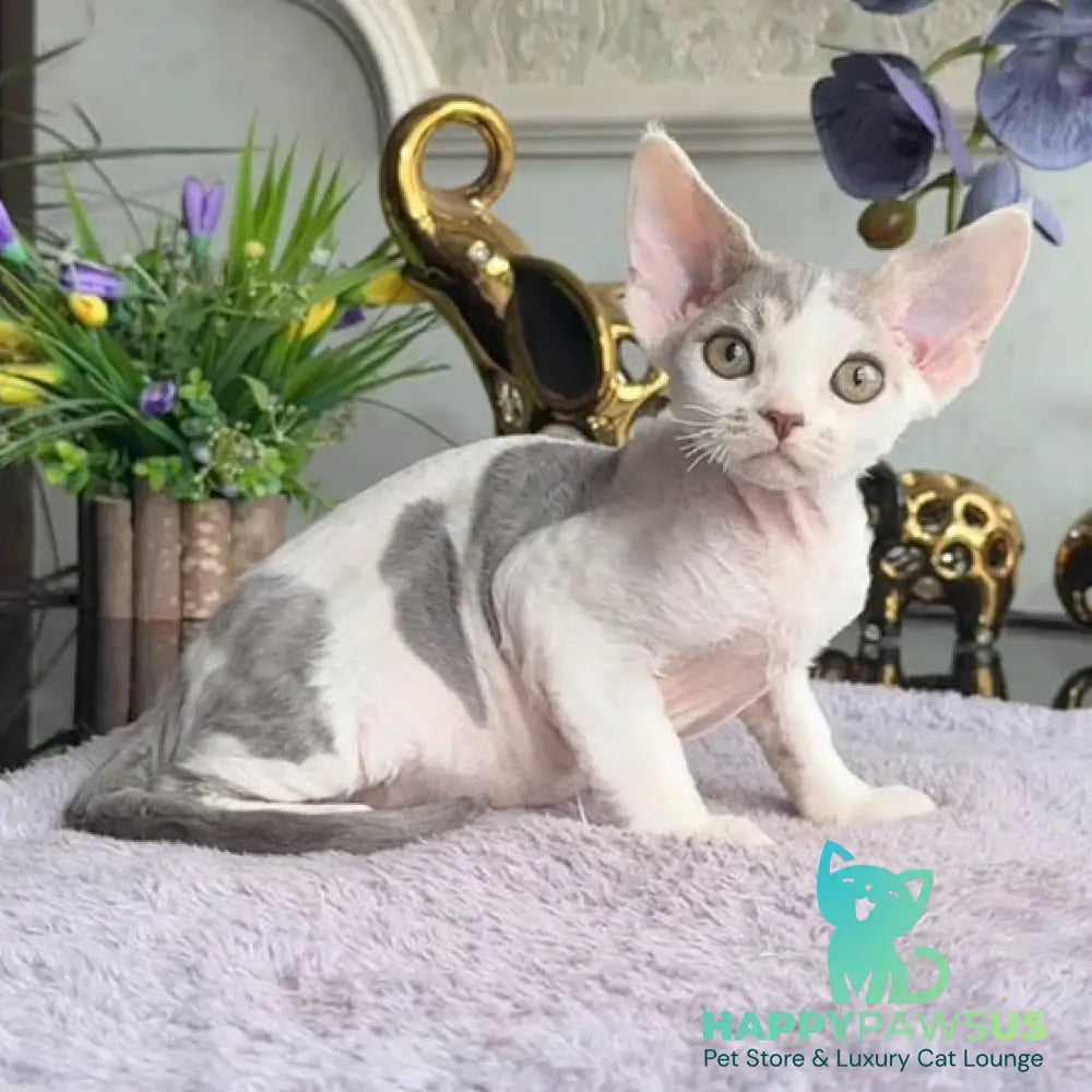 Miron Devon Rex male blue with white - live animals