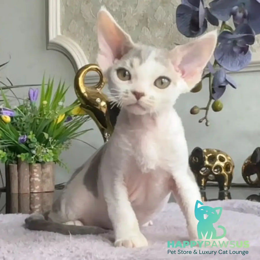 Miron Devon Rex male blue with white - live animals