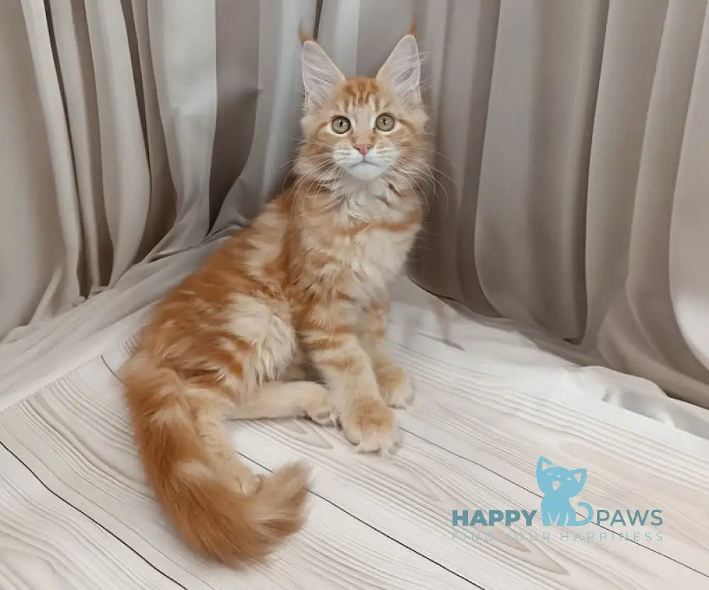 Miron Maine Coon male red tabby live animals