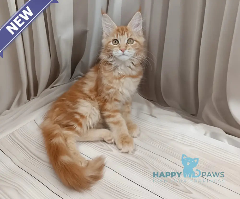 Miron Maine Coon male red tabby live animals