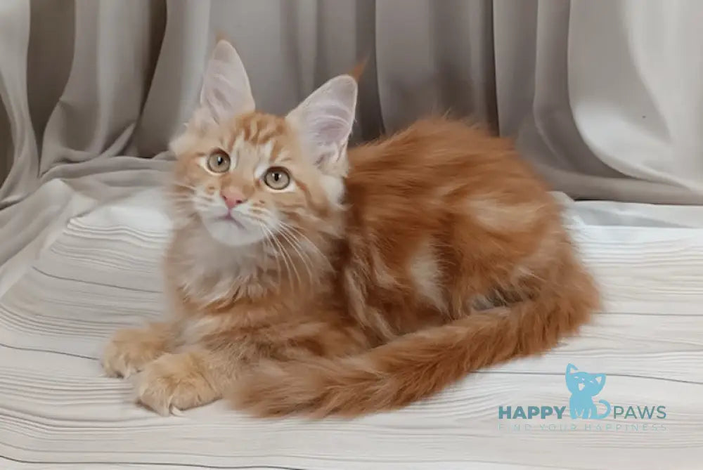 Miron Maine Coon male red tabby live animals