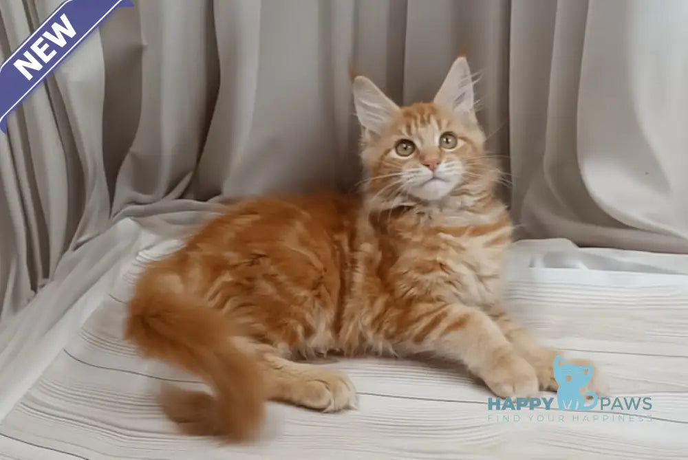 Miron Maine Coon male red tabby live animals