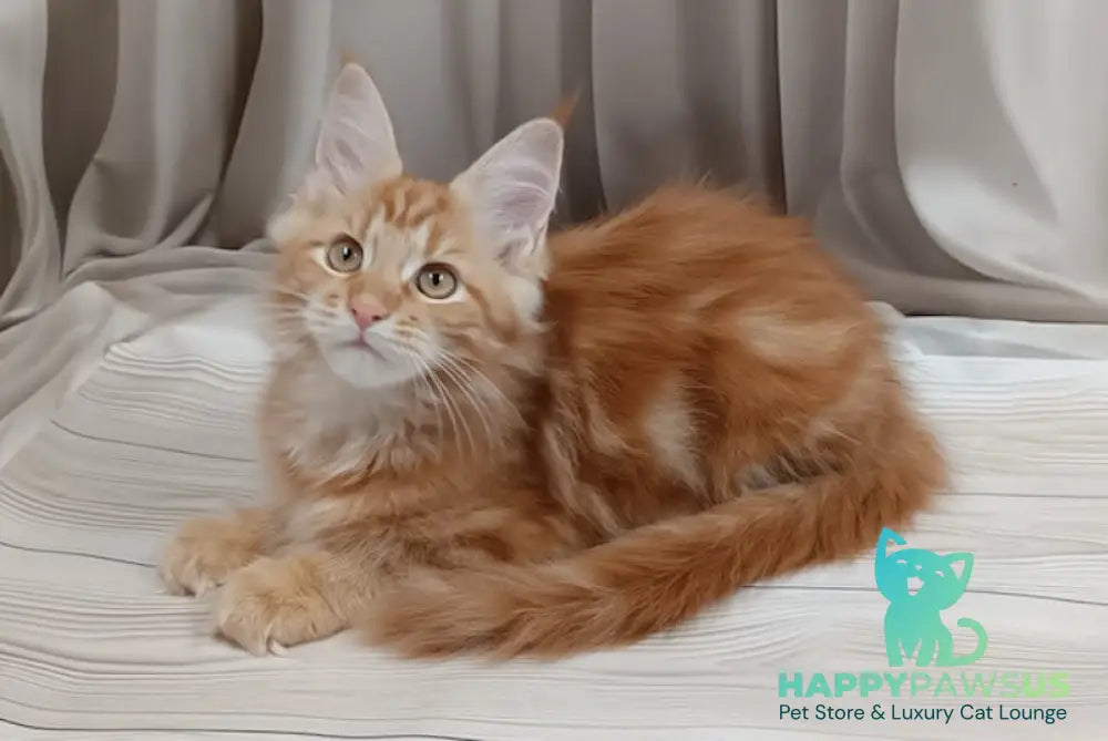 Miron Maine Coon male red tabby live animals