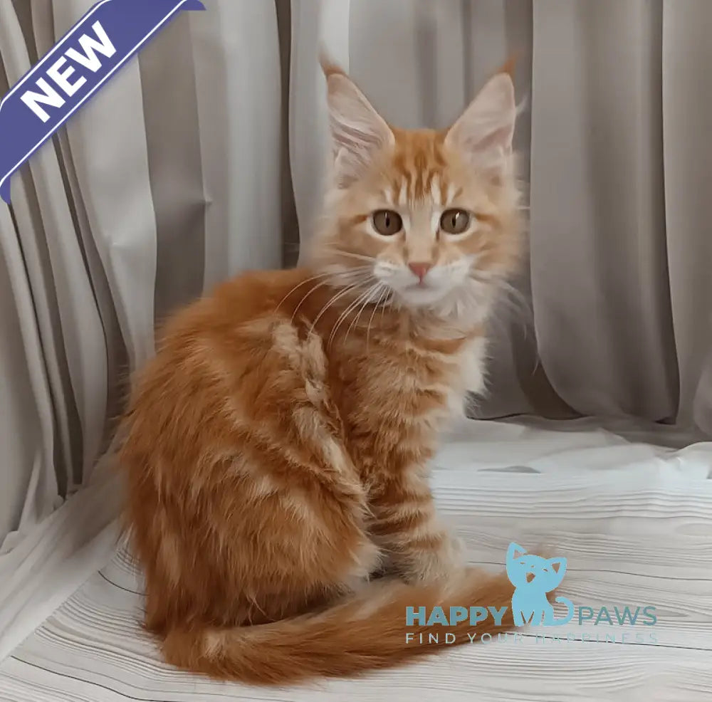 Miron Maine Coon male red tabby live animals