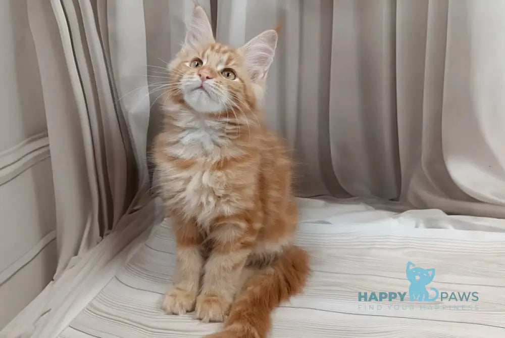 Miron Maine Coon male red tabby live animals