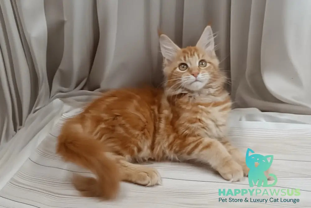 Miron Maine Coon male red tabby live animals